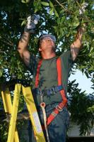 AJM Tractor and Tree Service image 1